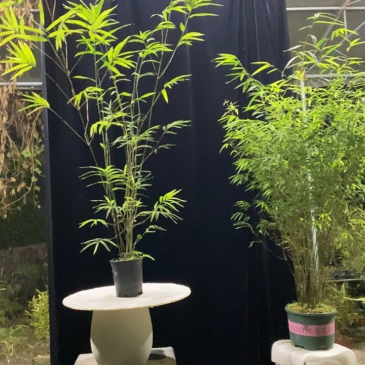 完全开放内门竹内门竹内门竹