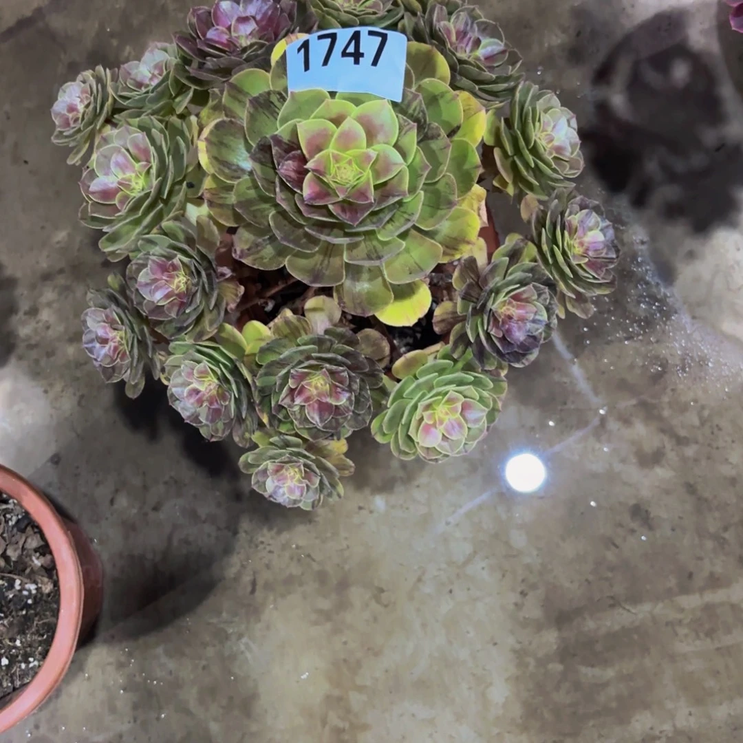 虹***无花朵1747墨染1111111