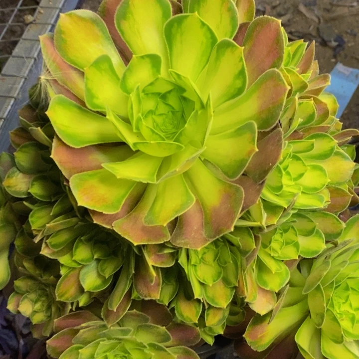 韶华多肉断头不包558