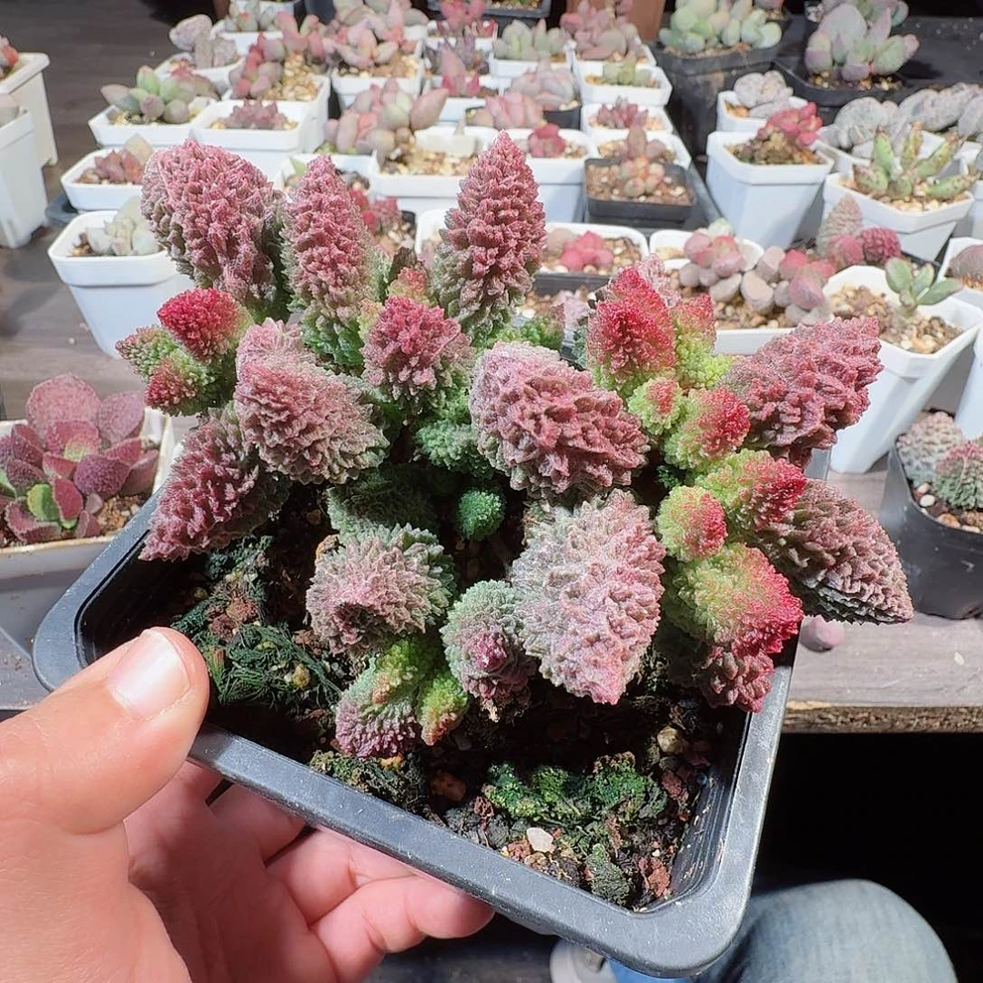 ✨****）朱紫玉