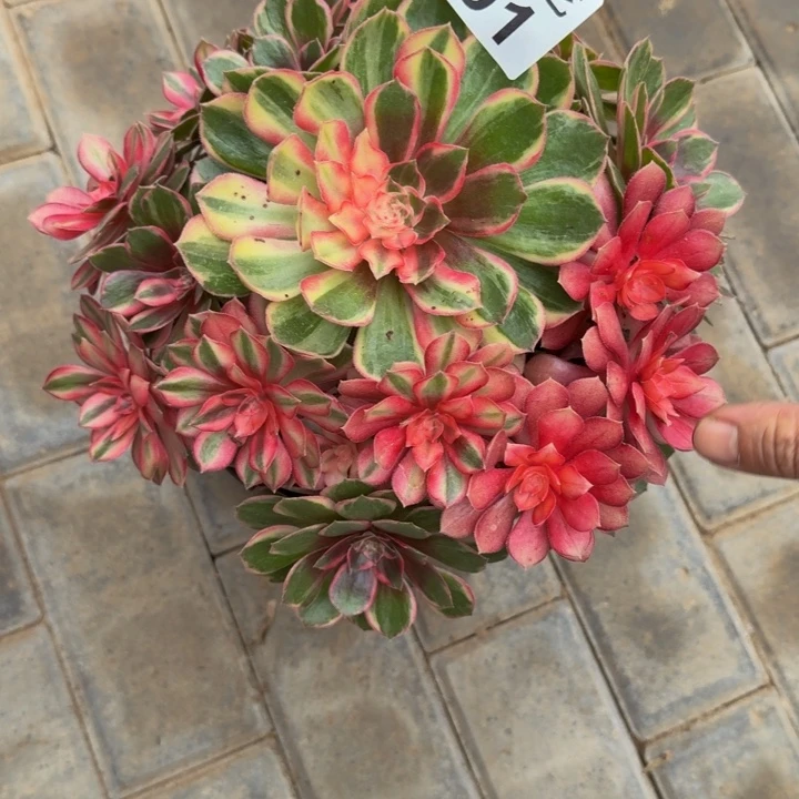 ❀***❀黑魔锦福利291肉肉