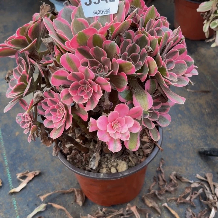 瑞妈多肉园艺942花样年华