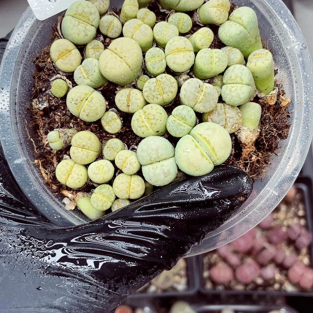 生石花满18包邮0924-175