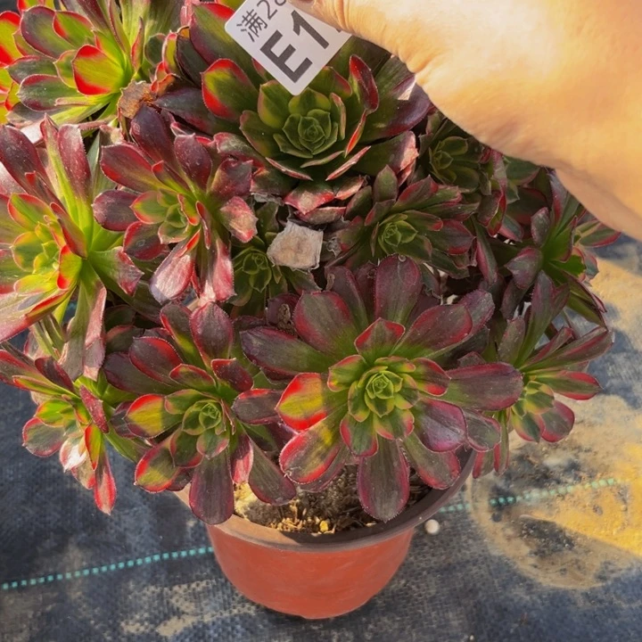 173多肉植物一物一拍