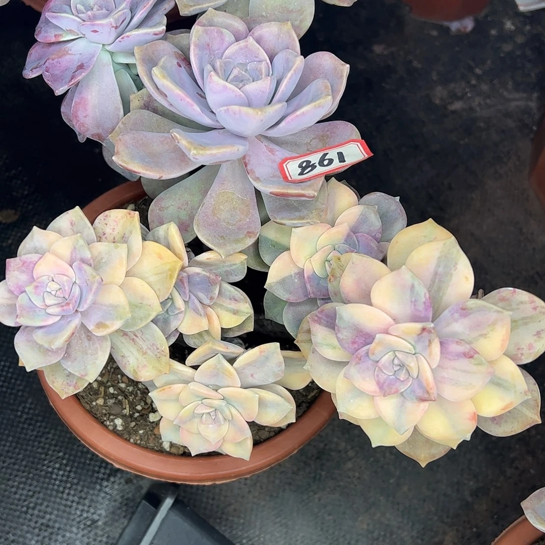 861紫乐锦一物一拍