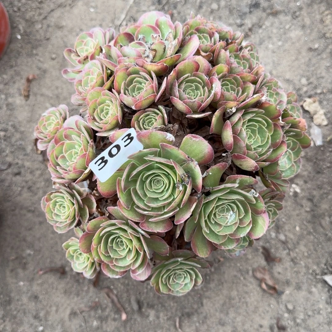 303 法师琳琅17-23