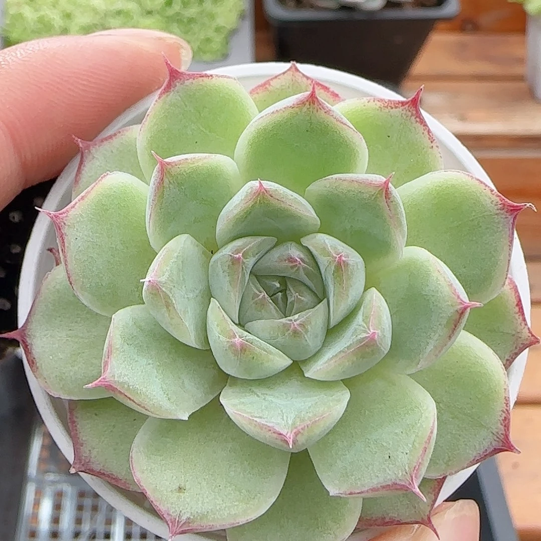 多肉0817-255女王玫瑰