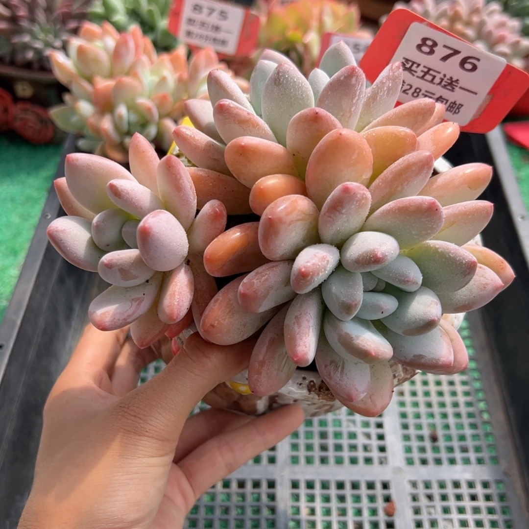 表妹精品多肉植物876: