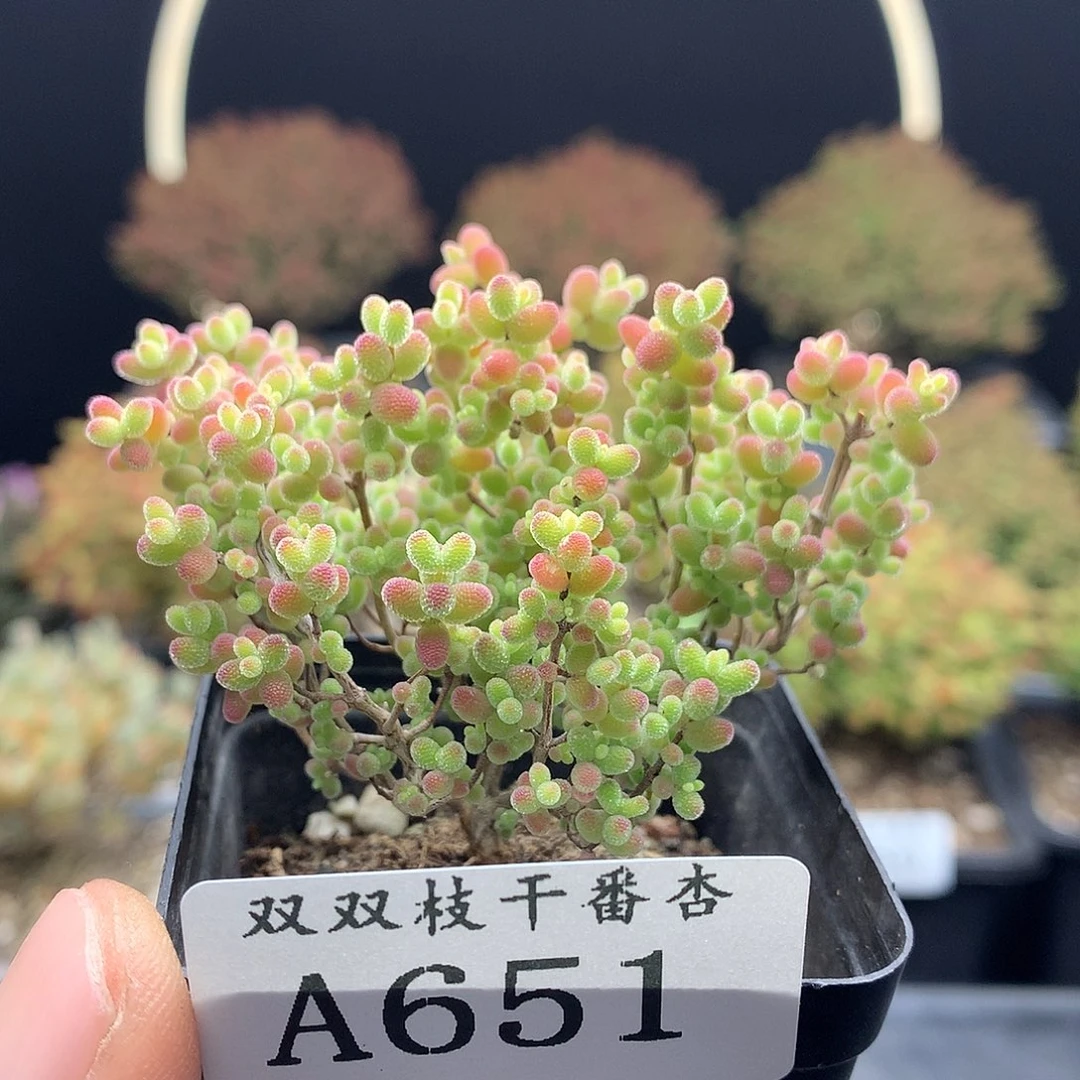 651蜜橘。