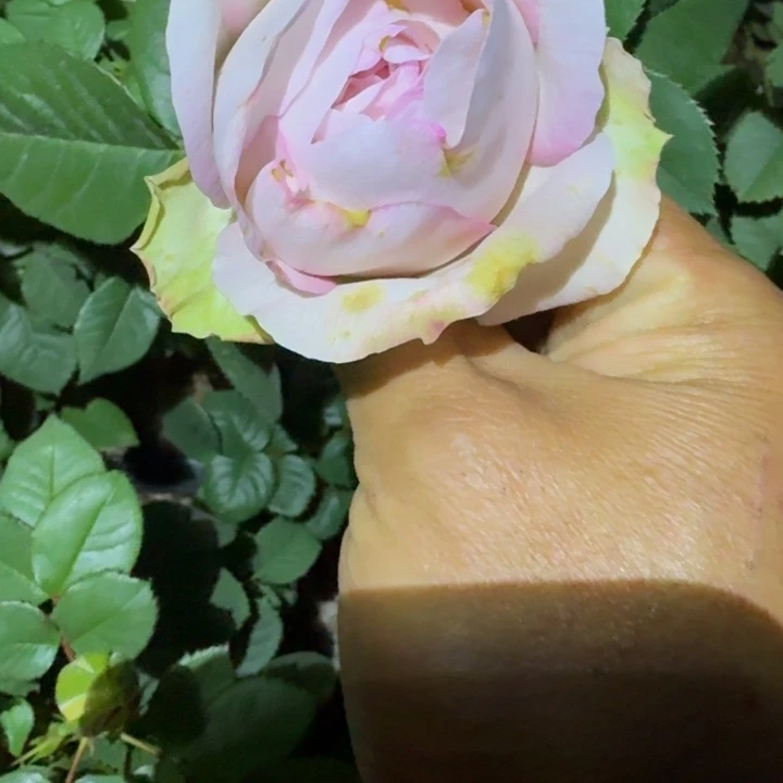 无花朵一加仑真我