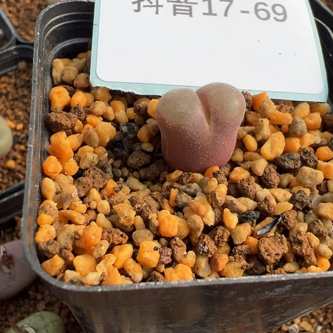 17-69恩东风铃多肉植物