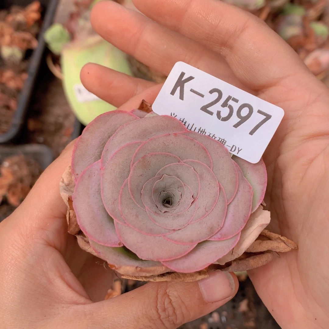 2597璃月x f g vv g g v