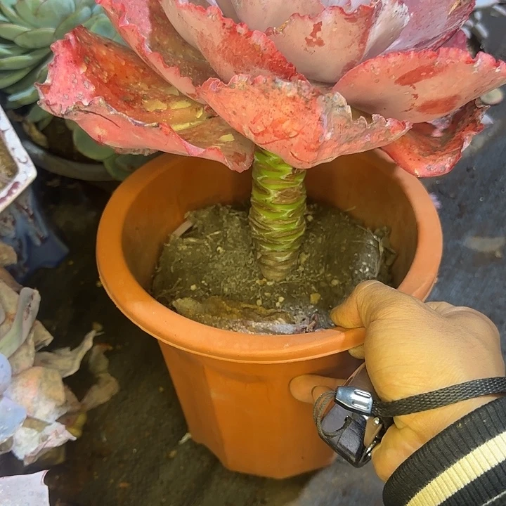多肉植物一物一拍包菜单头338