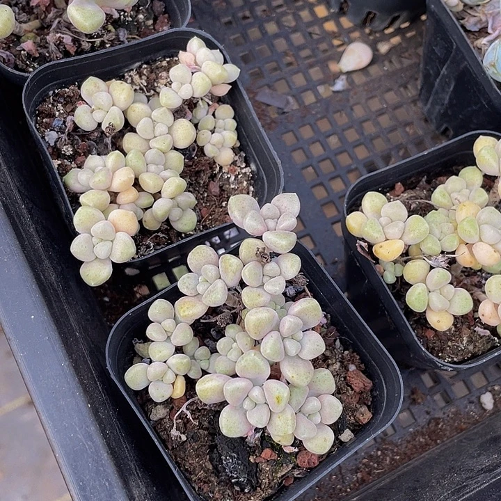 碗也姬秋丽带盆土发