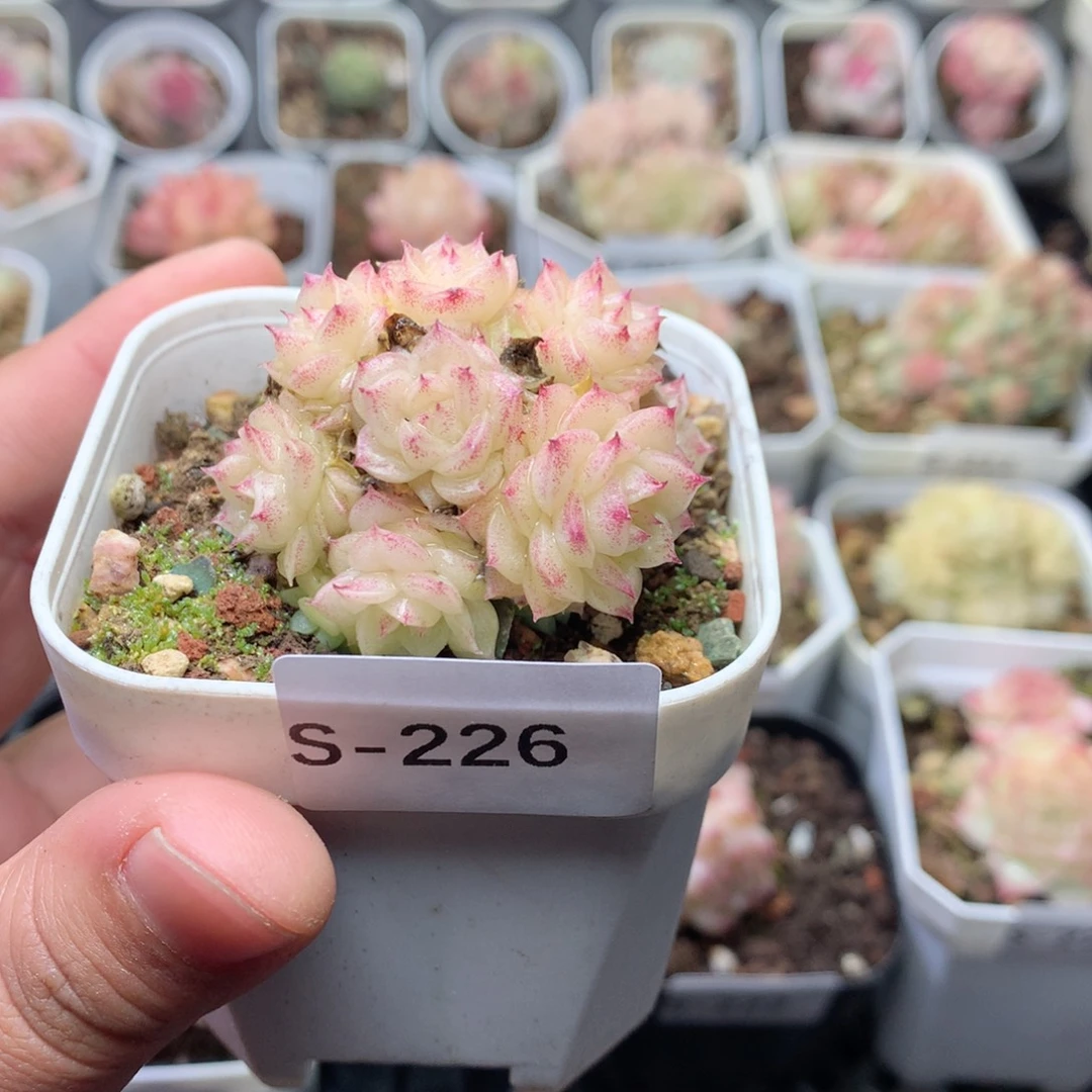 无花朵S226英语英语