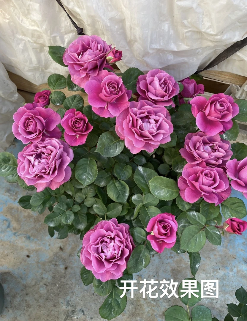 【冥王星阳台】180盆月季  原盆原土带花苞发货  阳台庭院盆栽