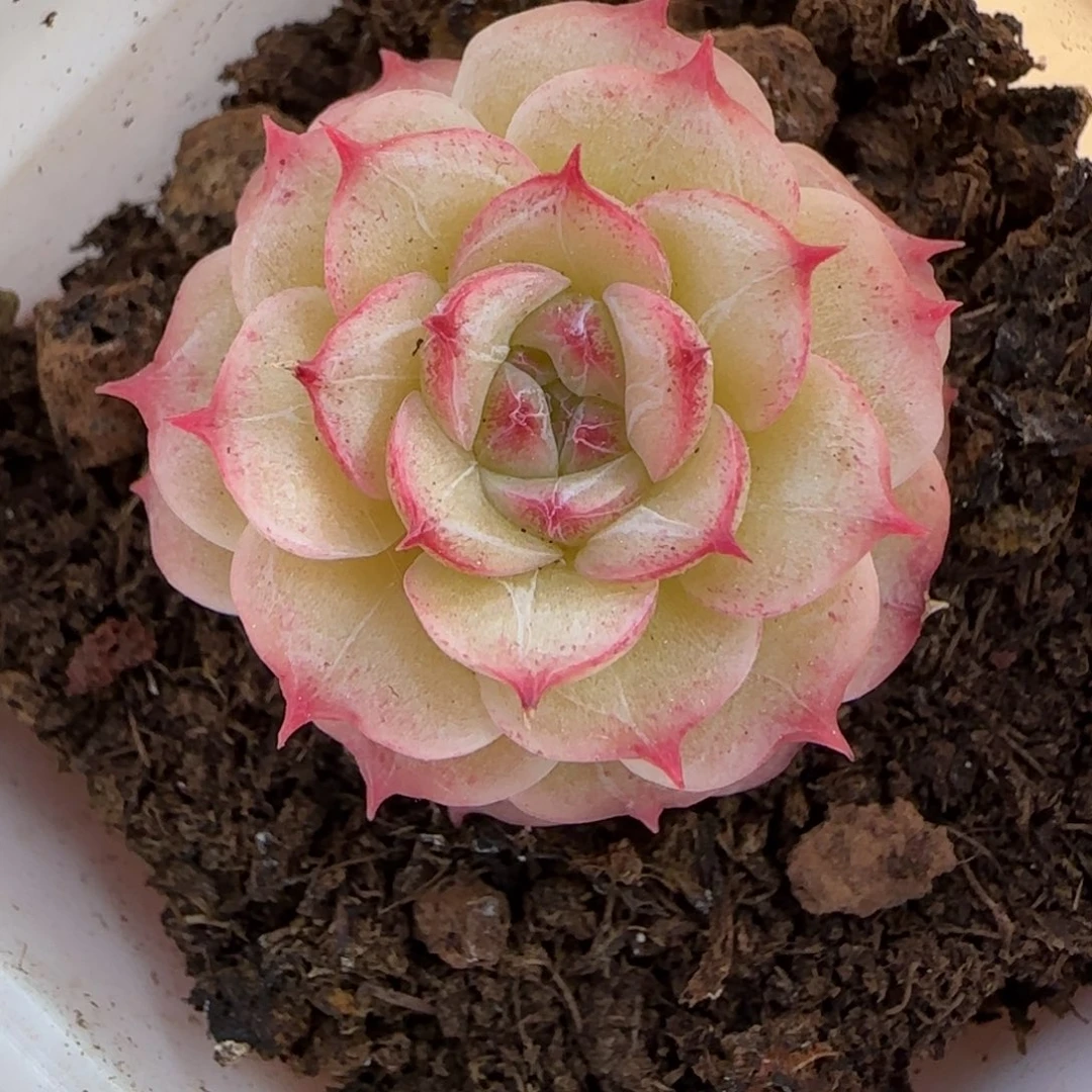 一物一拍麦秆珍妮04173