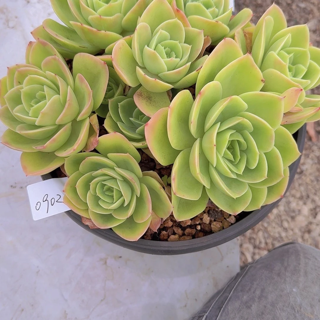 0902星那塔多肉植物
