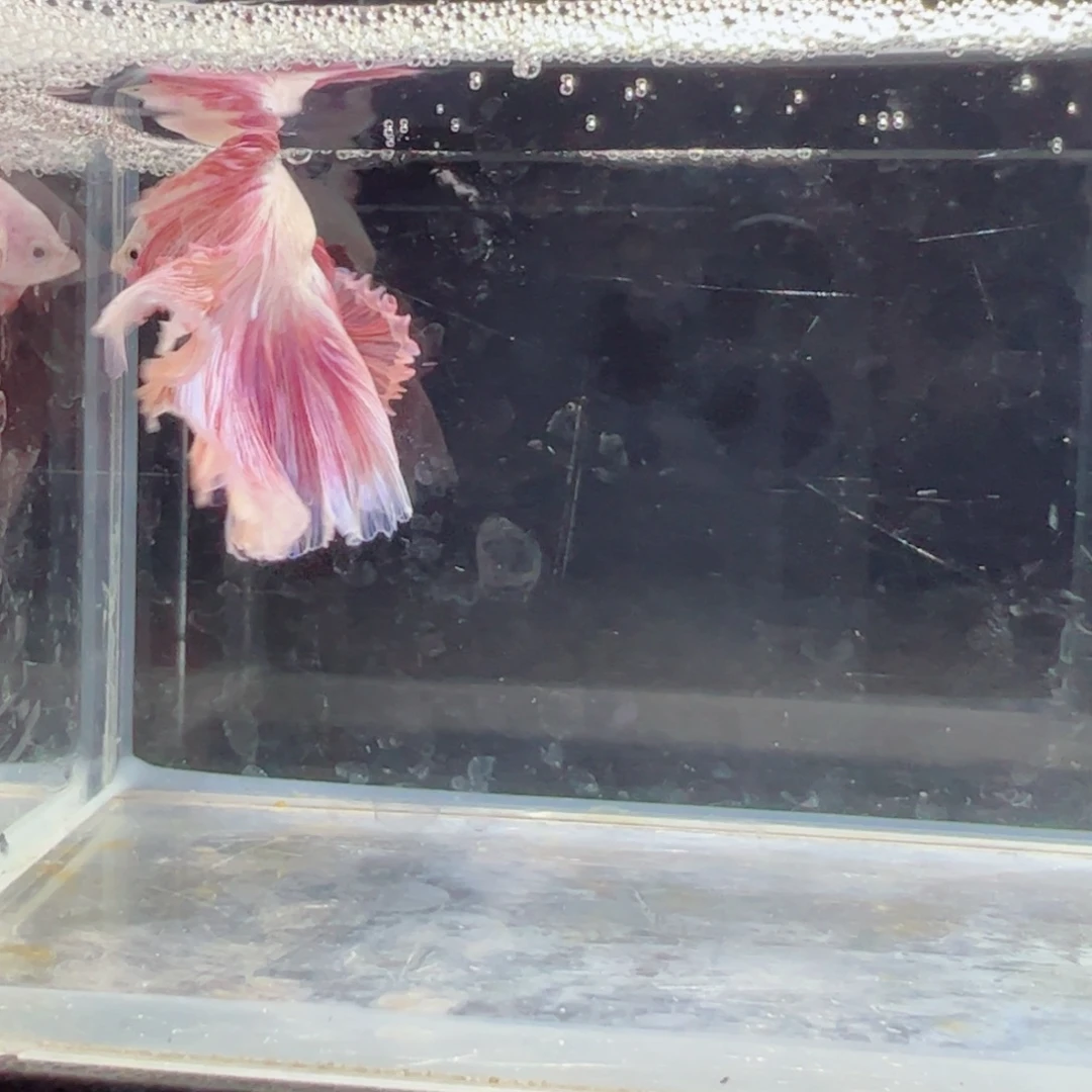 斗鱼浅色仙仙裙特殊尾