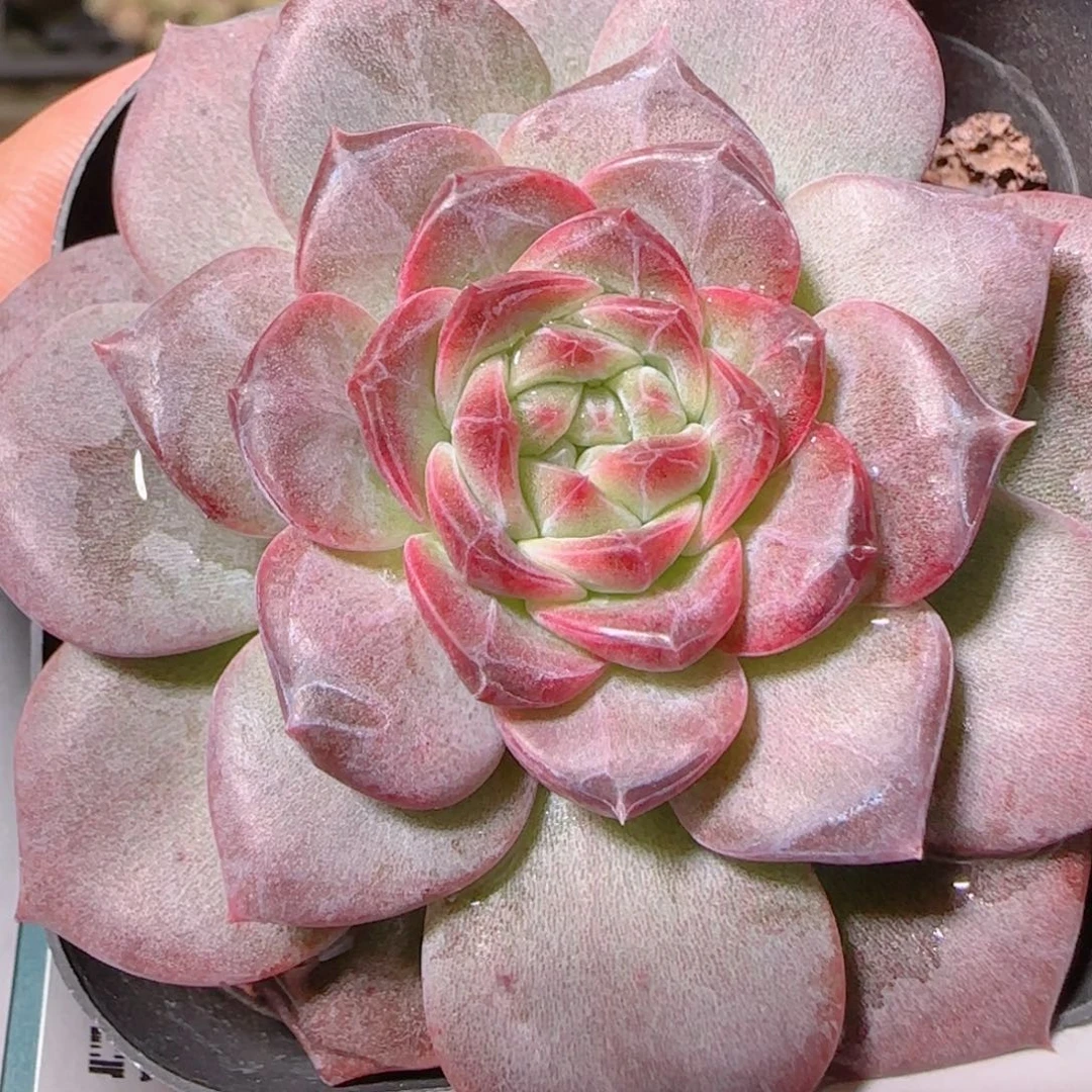 花语逸镜1022-208天使琥珀