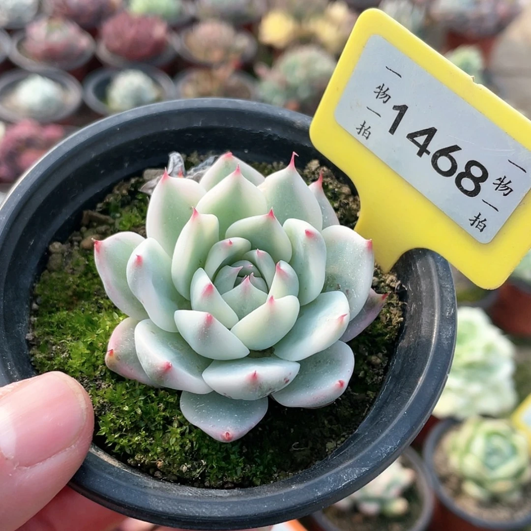 【闪购商品】1468号