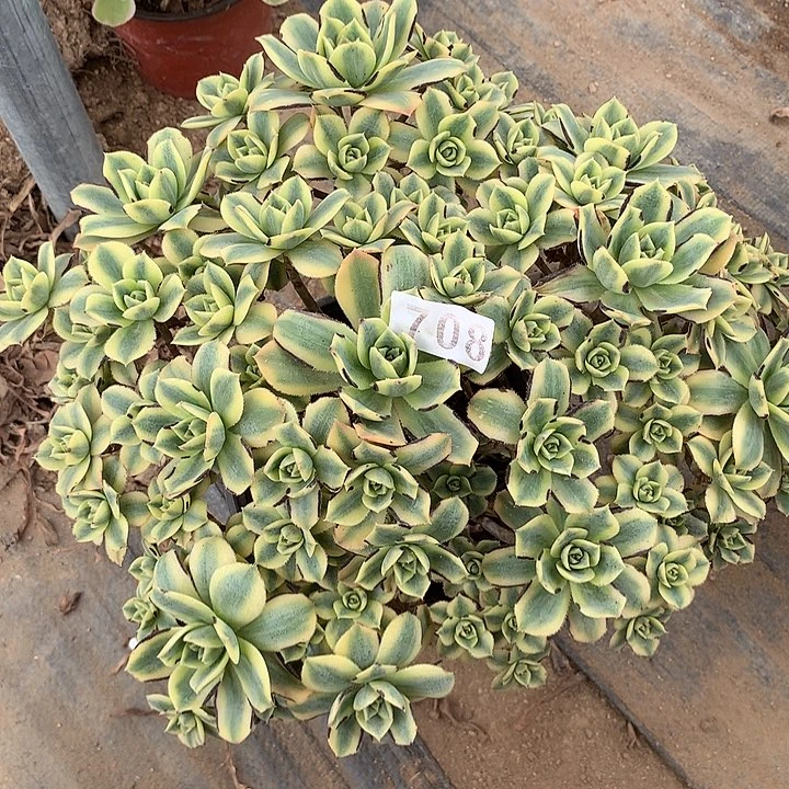 多肉植物星爆708号