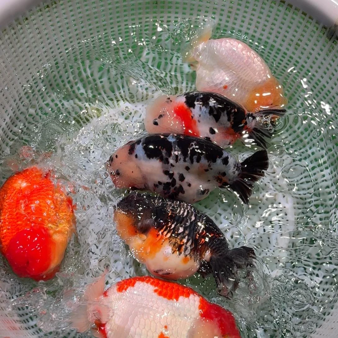 金鱼类不分公母12