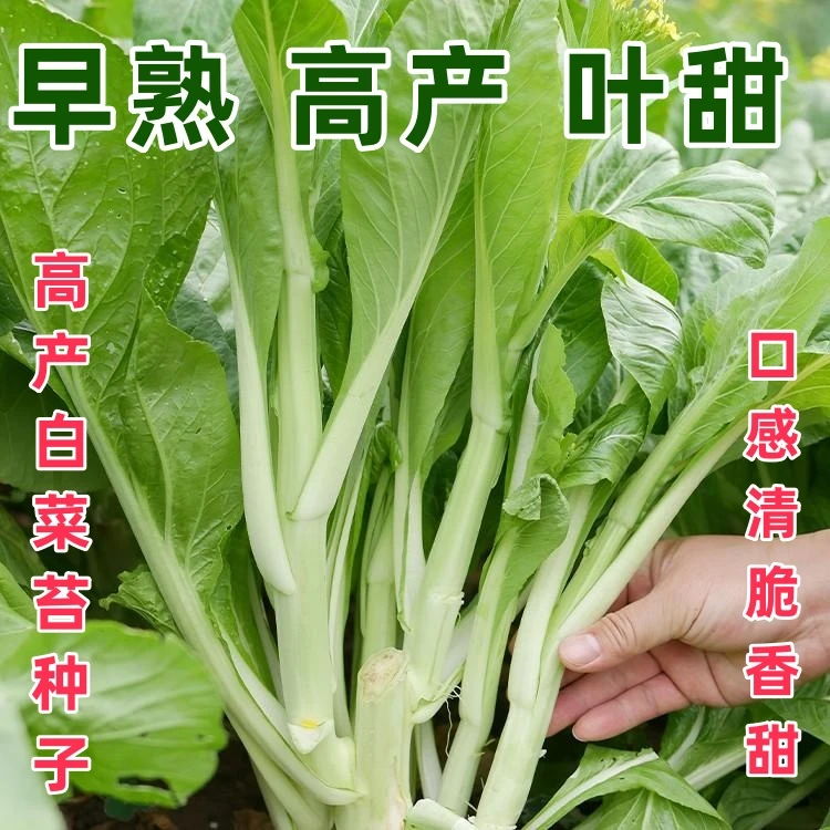 白菜苔种子早熟甜脆白菜苔多芽连州菜心四季青菜种子阳台庭院种子