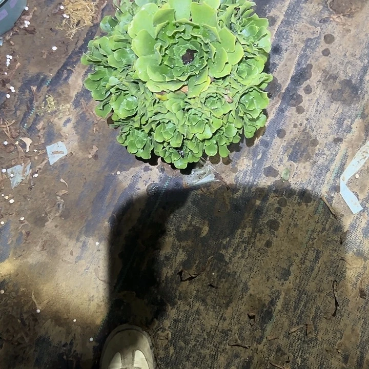 一单包邮不包侧枝43