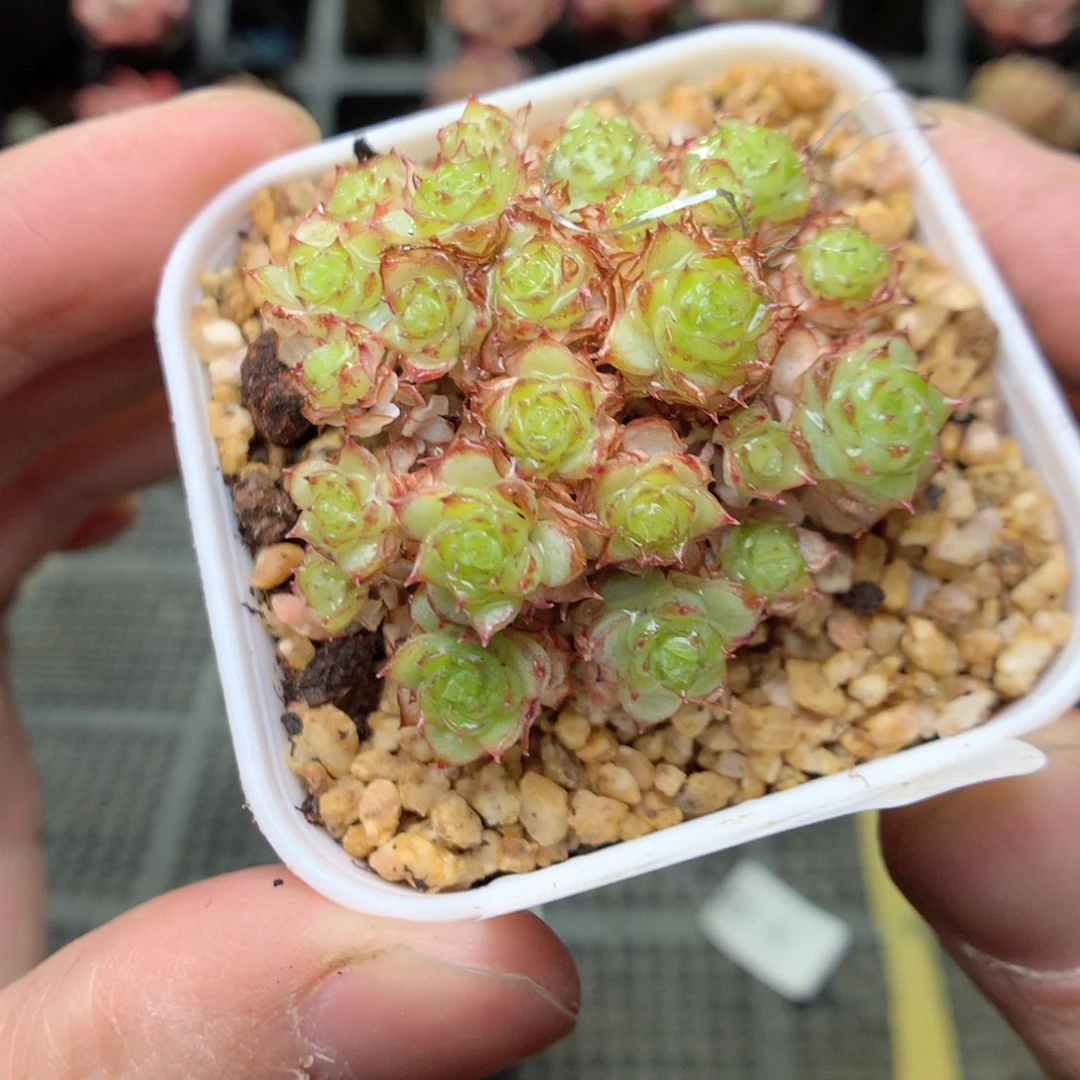 T59y y y y y y y y