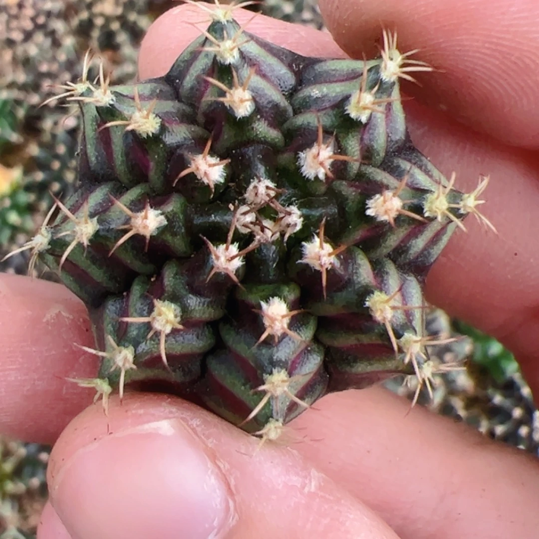 当前无花栽培后可以开花