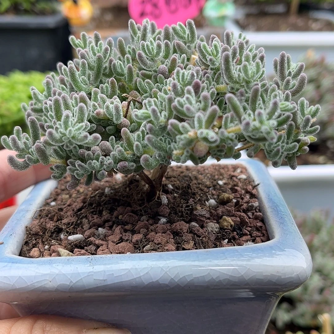 29紫冰晶带盆优选枝干