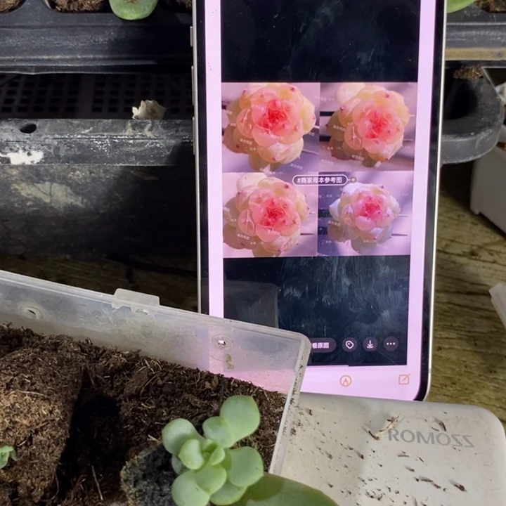 甜心t1芽苗一个多肉