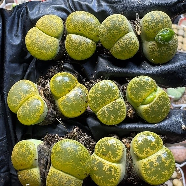 生石花1111112。  278