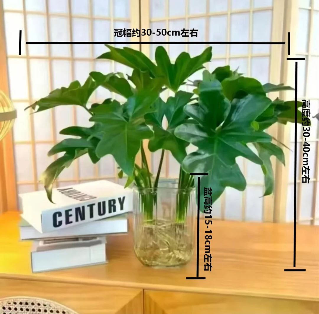 水培春羽净化空气四季常青办公室桌面盆栽整体高度30-40左右