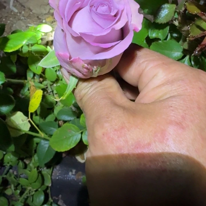 无花朵纳耶利一加