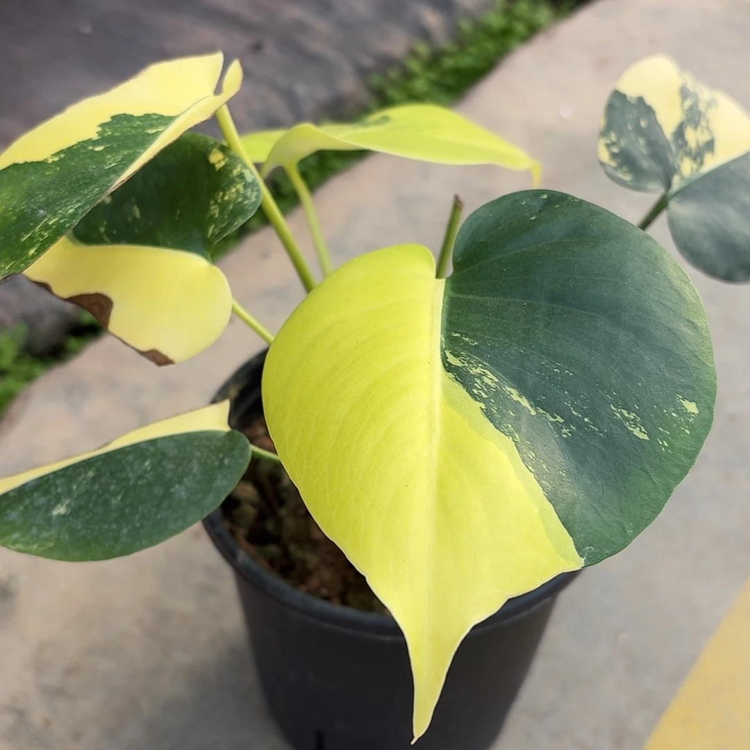 无花朵柠檬泡泡龟背竹