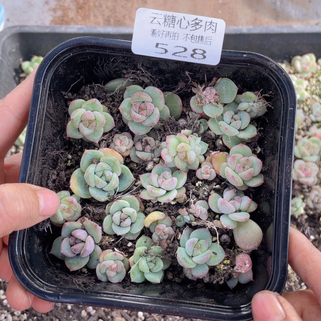 糕大上多肉植物528