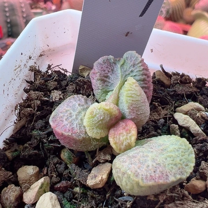 用****9有你真是幸福快乐