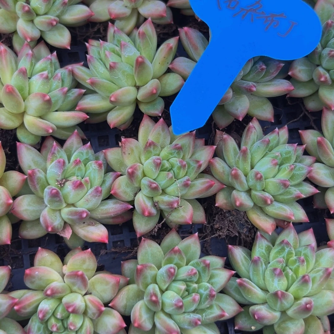 6颗大小不等大小不等