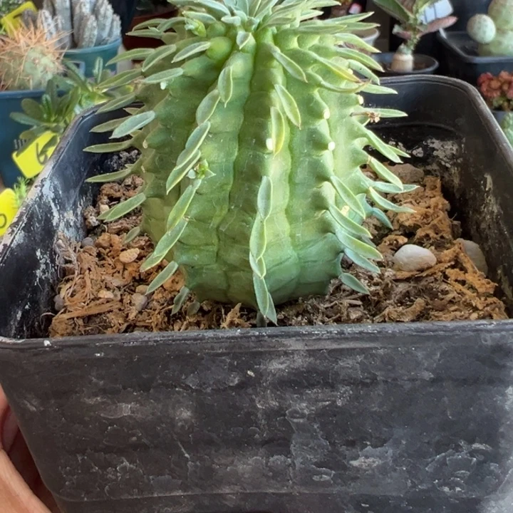 群星冠大戟带盆11111111