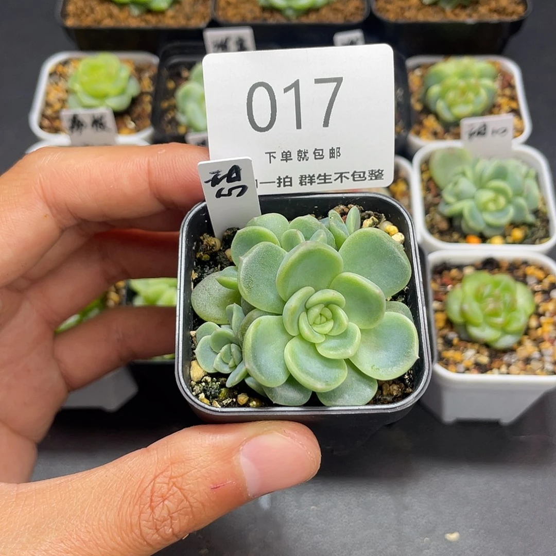 甜心五头一物一拍017