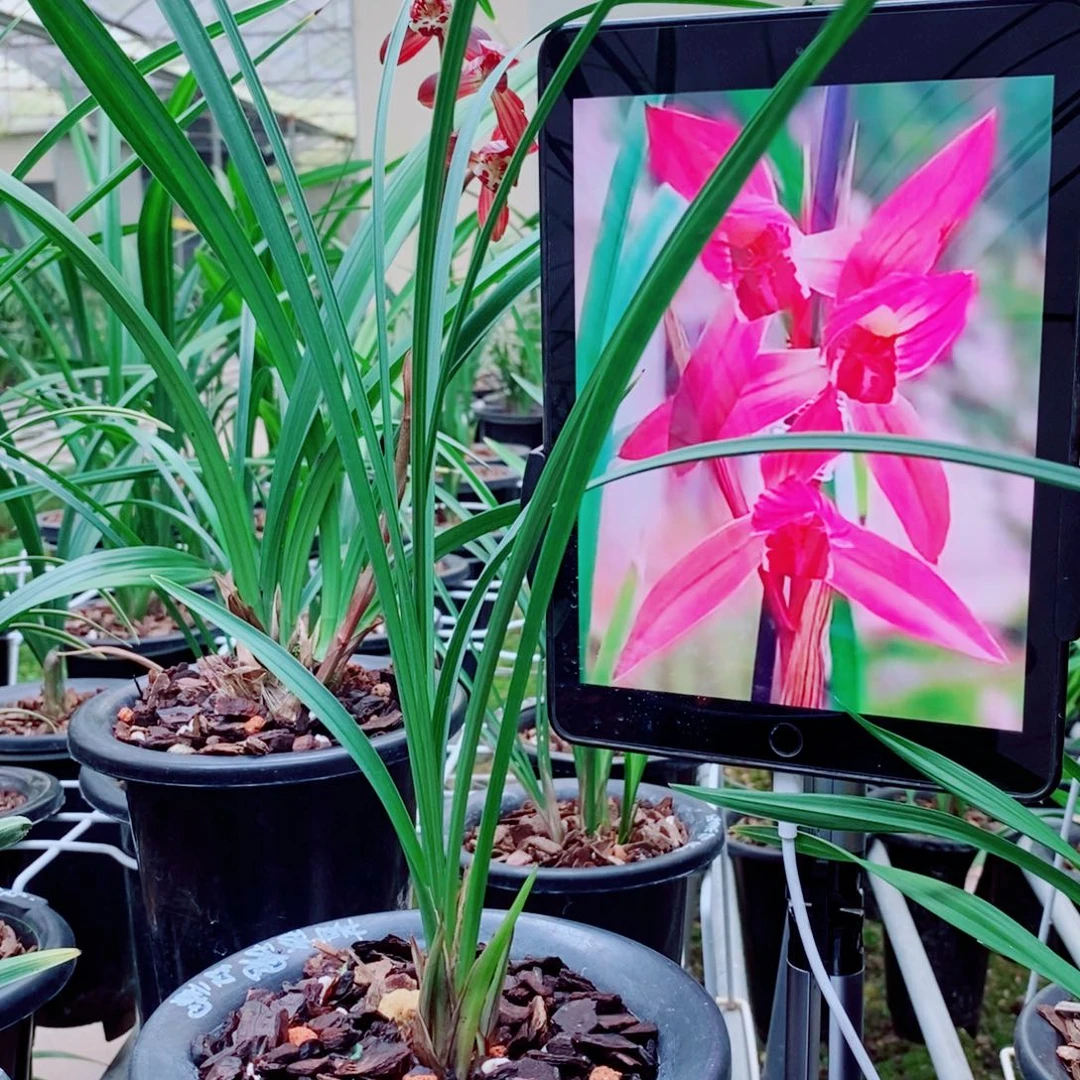 大部分花苞少量开放