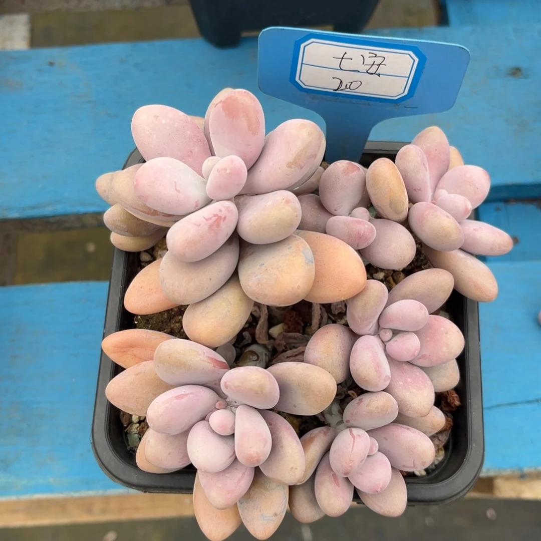 小雨多肉七安桃蛋