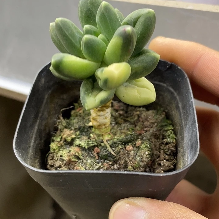 千代田锦一物一拍