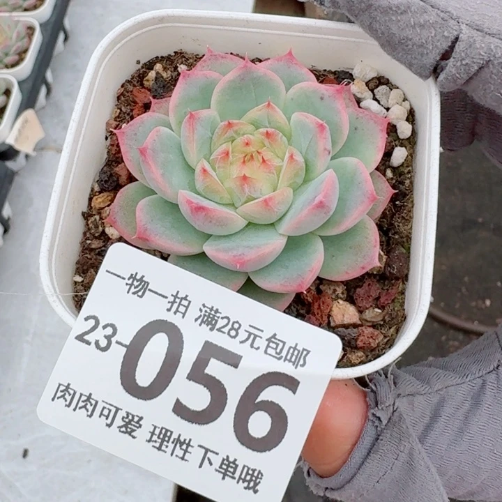 优选珍妮无盆土发货多