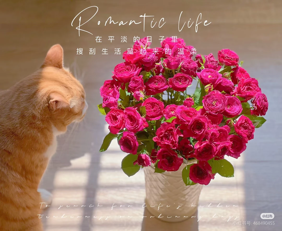 伊芙妮10支 两单包邮一单或低温不拍保温冻坏不售后