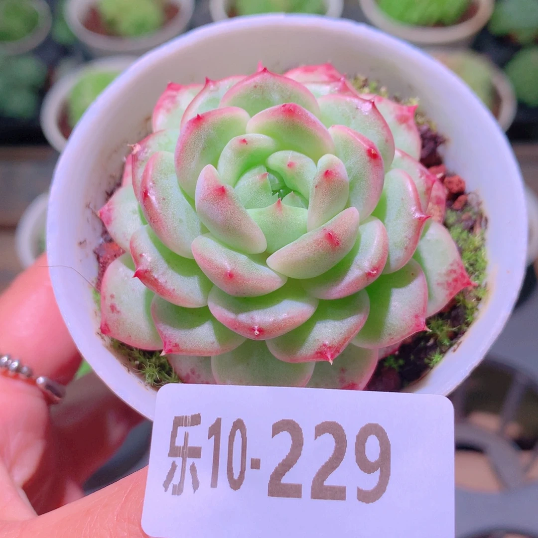 乐然10-229 新品单头