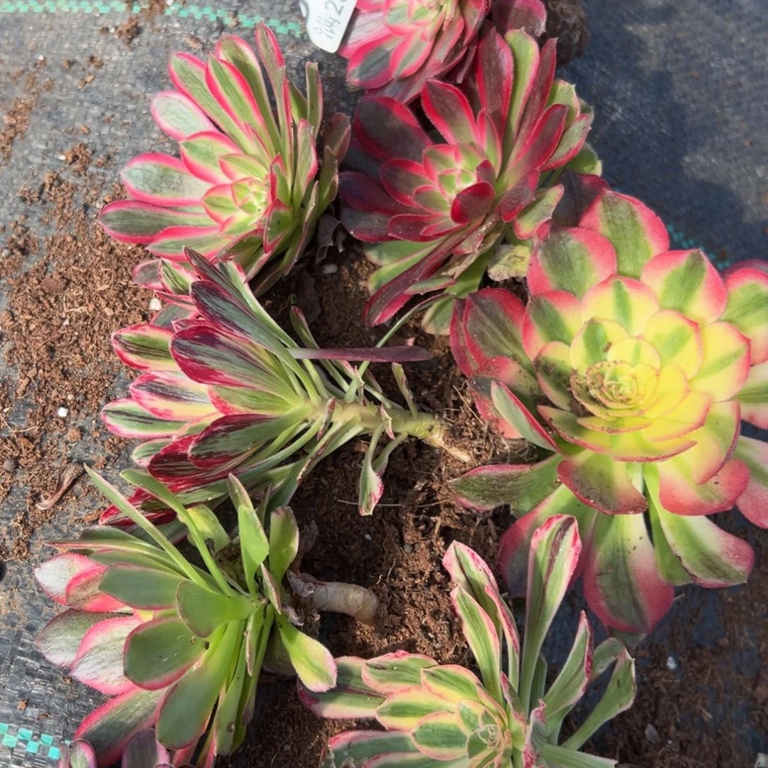 多肉植物943十颗小单头无售后