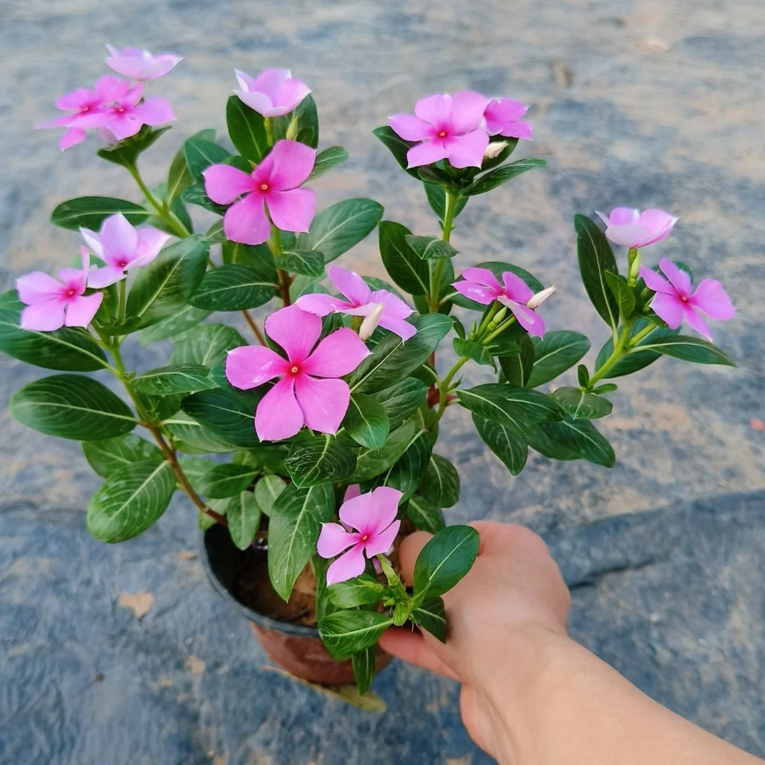 木本长春花盆栽苗四季开花多年生耐热好养适合阳台庭院